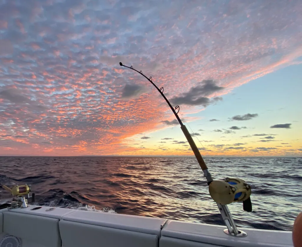 Offshore catch — sailfish, mahi, tuna