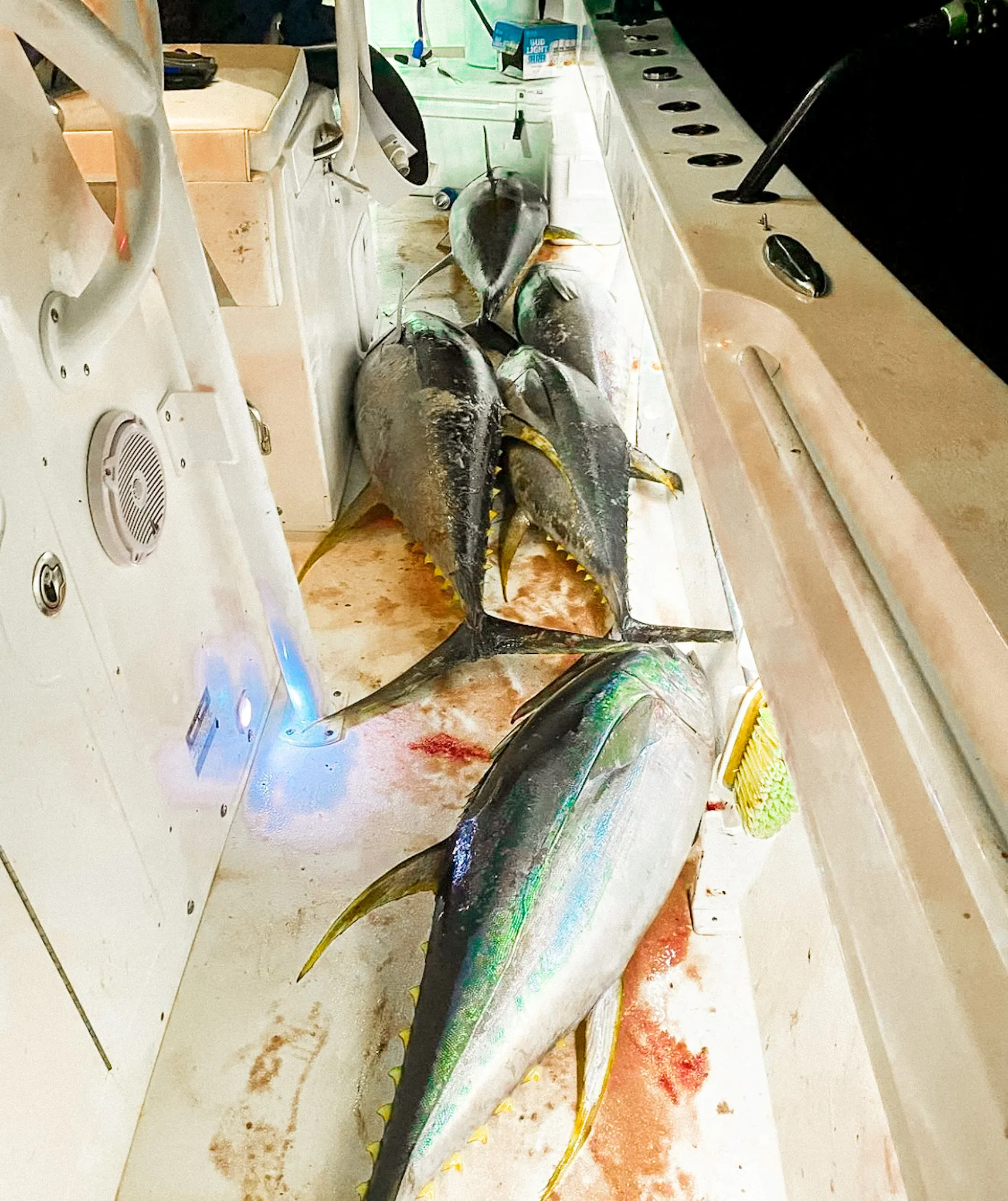 Tuna — Open Ocean Sportfishing charter out of Marco Island, FL